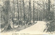 Bruxelles.Bois de la Cambre