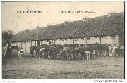 Camp de Beverloo. Pansement des Chevaux