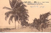 Avenue des Cocotiers le long de l'Océan Laan met kokosbomen langs de Oceaan Avenue des Cocotiers le long de l'Océan Laan met kokosbomen langs de Oceaan