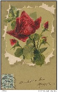 (Rose rouge)