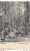 Waterloo, la for&ecirc;t de Soignes