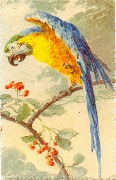 Perroquet d'Am&eacute;rique:ara.