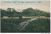 Congo Belge. Un village dans la forêt (rives de l'Ulindi)