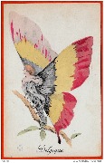 Femme papillon  Belgique