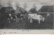 Achterbroeck. Zicht in de Weide