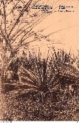 Agaves Boomalo&iuml;s