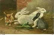 (4 lapins)