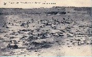 Missions des Pères Blancs au Sahara -Chameaux au paturage