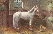 Cheval blanc et petit chien dans &eacute;curie