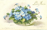 Bouquet de myosotis