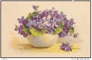 Myosotis