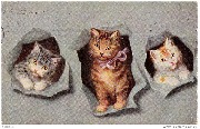 Trois chatons apparaissant dans la carte postale trouée