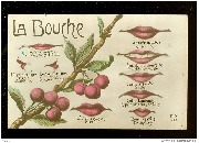 Langage de la bouche