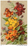 Girofl&eacute;es ravenelles