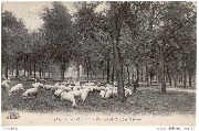 BRUXELLES. Parc Elisabeth - Les Moutons