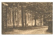 Forêt de Soignes Sous-Bois