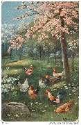 (coqs et poules parmi les arbres en fleurs)