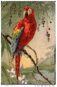 Perroquet Ara