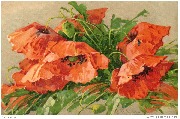 Coquelicots