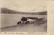Poste de Banzyville. La Rive en amont du poste. El&eacute;phant A&iuml;uti et des porcs domestiques