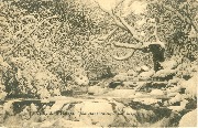Vallée la Hoëgne - Le chêne rustique sous la neige