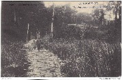 Congo Belge. Un Pont sur un Marais (Manyema)