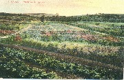 S.Paulo. Plantation de l&eacute;gumes