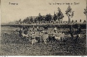 Froyennes. Vue du Paturage des bords de l'Escaut