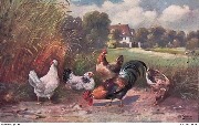 (Coq, poules et canard)