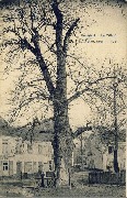 Boendael. Le vieux tilleul