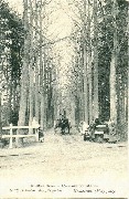 Brasschaat(Polygone) De Eiken Dreef-L avenue des Chênes