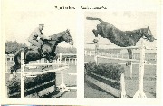 Equitation Sauts d'obstacles(1)