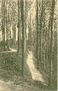 Uccle-Au Domaine de Wolvendael Partie de Forêt Haute Futaie,anciennement reliée à la Forêt de Soignes