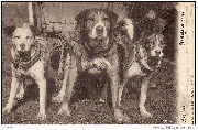 Attelage de chiens