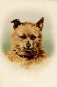 Tête de chien avec petit collier
