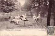 Anvers-Jardin-zoologique, les Cigognes