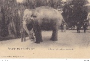 Souvenir d'Anvers. Jardin Zoologique  L'éléphant Victoria en promenade