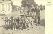 Assche, attelage de chiens