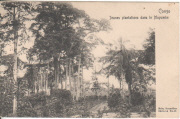 Mayumbé ,jeunes plantations