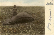 Hippopotame tué