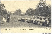 Koekelberg, les moutons dans le parc