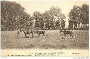Eeckeren. Les chevaux aux prairies, Château Veldwijck