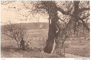 Diekirch. Vieux saule sur le Hennenberg avec vue sur Glisdorf