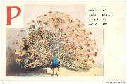 P: Paon, Peacock, Pfau, Pauw