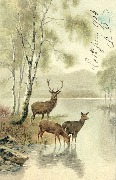 Cerf et deux biches au bord d'un étang