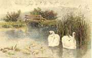 Couple de cygnes avec cinq cygneaux en étang , passerelle en bois en arrière-plan