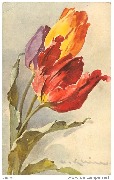 Tulipes rouge, jaune et mauve