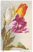 Tulipes mauve, jaune et blanche