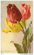 Tulipes rouge, rose et mauve