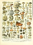 Planche scientifique champignons illustrée par A.Millot(1857-1921)pour Larousse